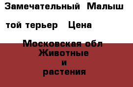 Замечательный «Малыш» той-терьер › Цена ­ 7 000 - Московская обл. Животные и растения » Собаки   